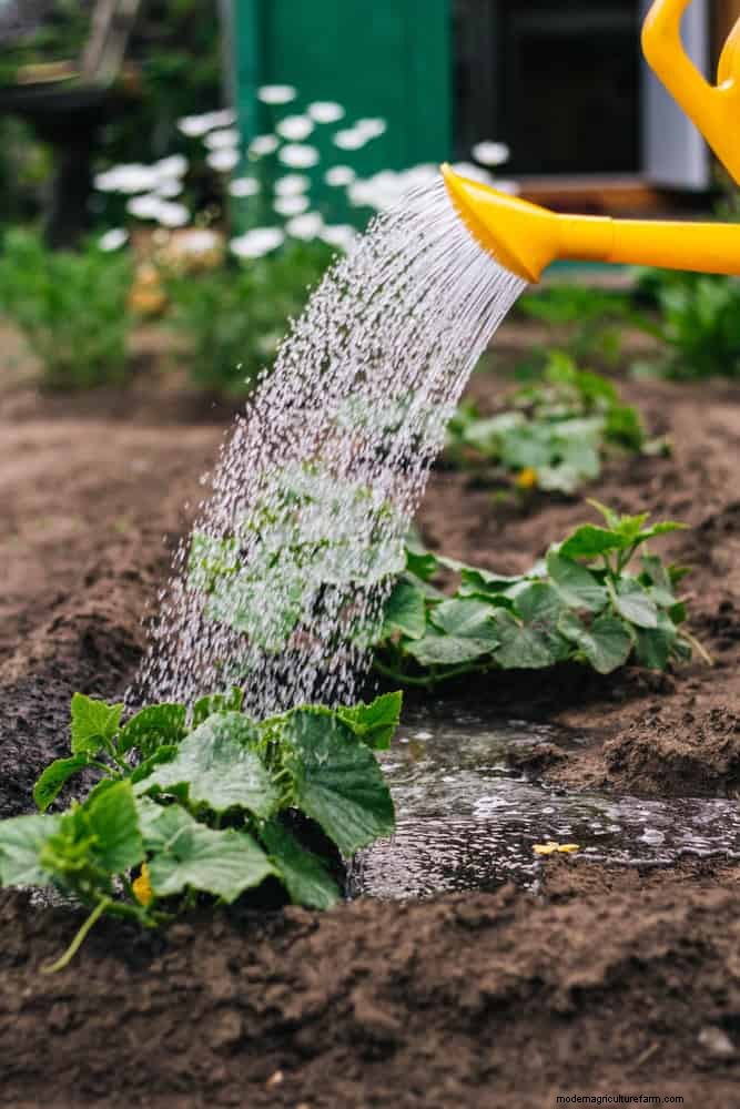 Save Water & Money: 9 Common Watering Mistakes to Avoid