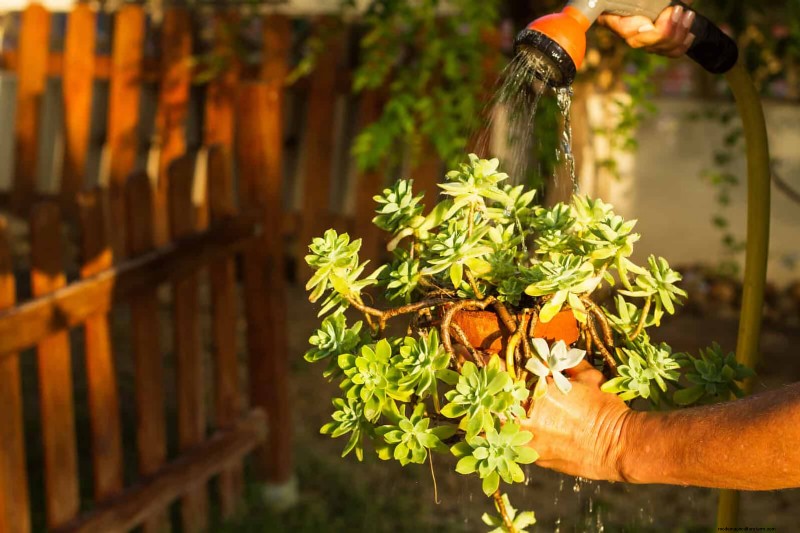 Save Water & Money: 9 Common Watering Mistakes to Avoid
