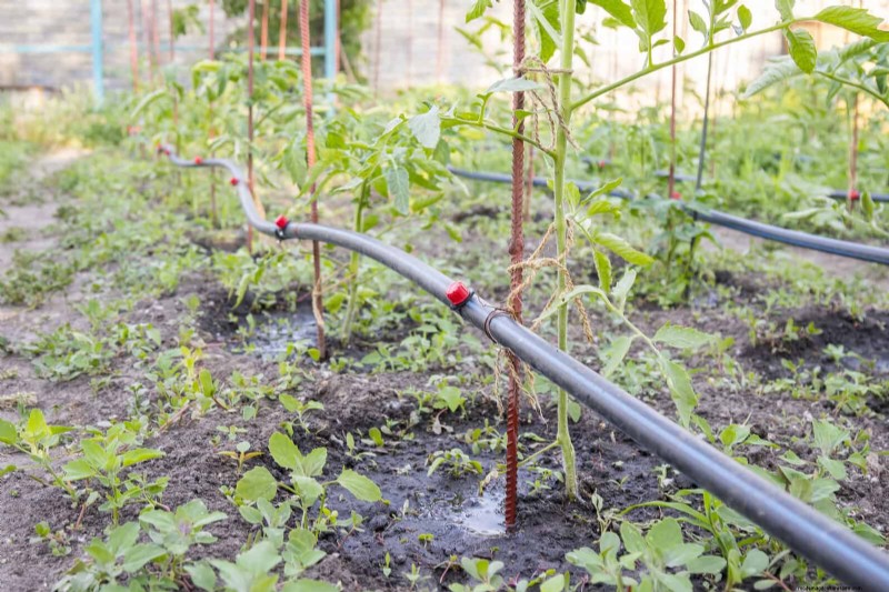 Save Water & Money: 9 Common Watering Mistakes to Avoid