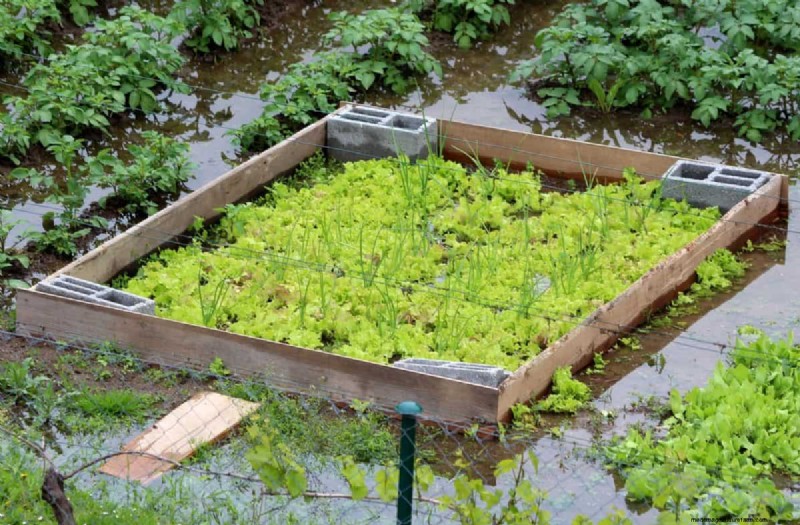 Avoid Costly Landscaping Mistakes: A Homeowner s Guide