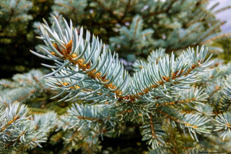Avoid Costly Landscaping Mistakes: A Homeowner s Guide