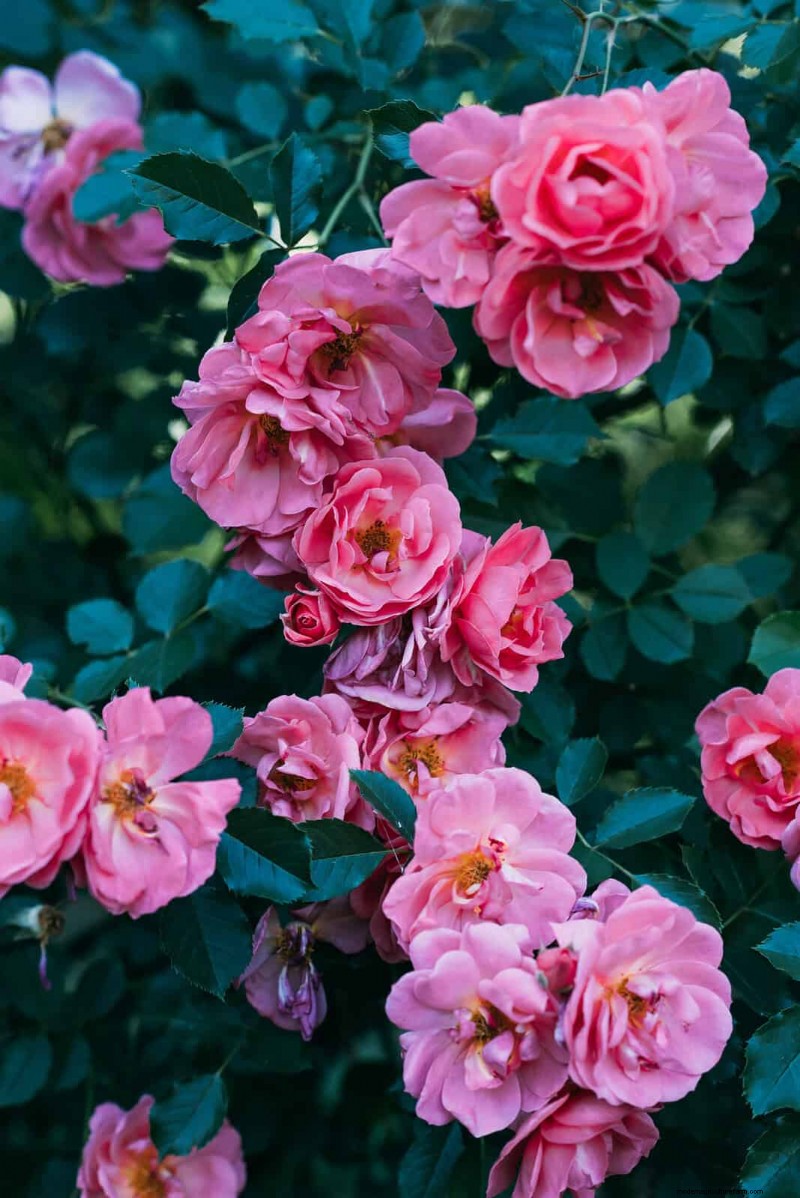 Avoid Costly Landscaping Mistakes: A Homeowner s Guide