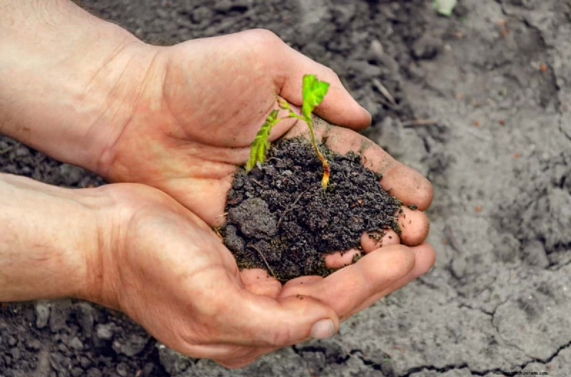 Avoid Costly Landscaping Mistakes: A Homeowner s Guide