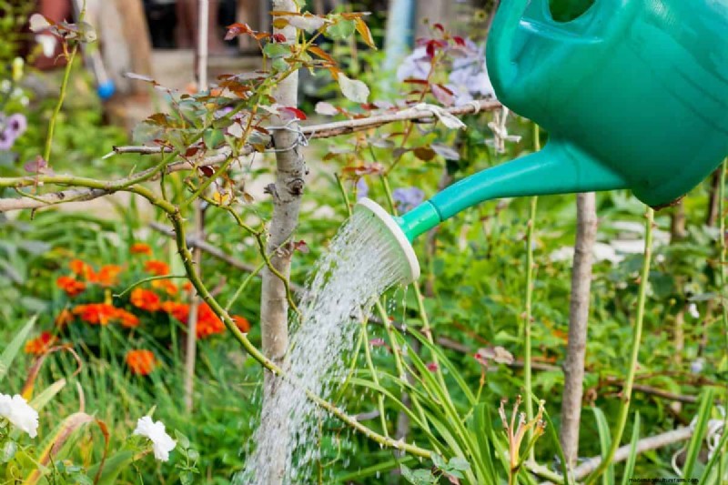 Avoid Costly Landscaping Mistakes: A Homeowner s Guide