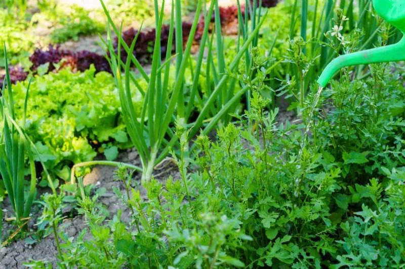Avoid Costly Landscaping Mistakes: A Homeowner s Guide
