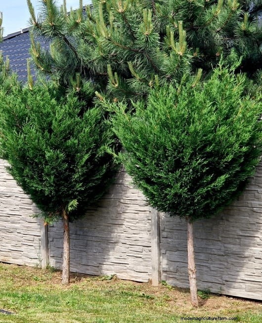 Avoid Costly Landscaping Mistakes: A Homeowner s Guide