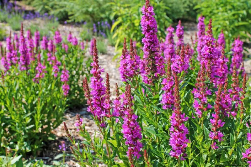 Avoid Costly Landscaping Mistakes: A Homeowner s Guide