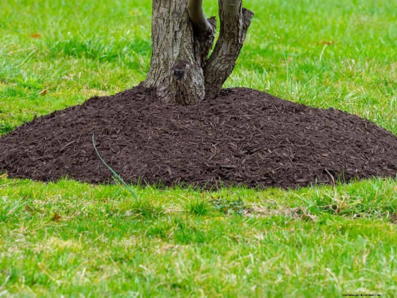 Avoid Costly Landscaping Mistakes: A Homeowner s Guide