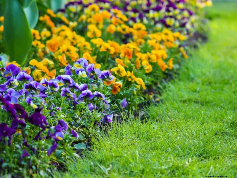 Avoid Costly Landscaping Mistakes: A Homeowner s Guide