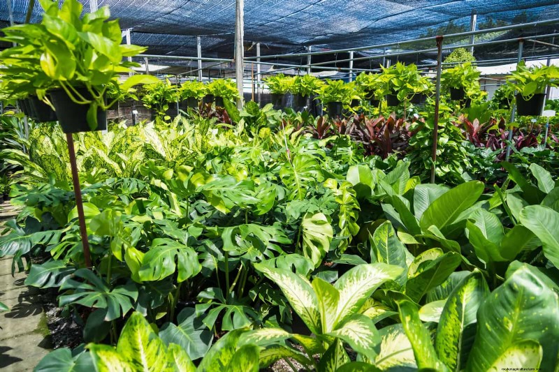 Best Shade Solutions for Delicate Plants: Protect Your Garden