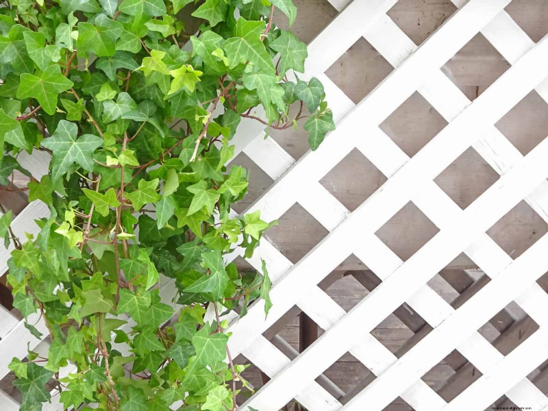Best Shade Solutions for Delicate Plants: Protect Your Garden