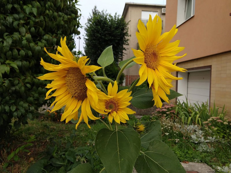 Best Shade Solutions for Delicate Plants: Protect Your Garden