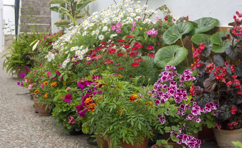 Best Shade Solutions for Delicate Plants: Protect Your Garden