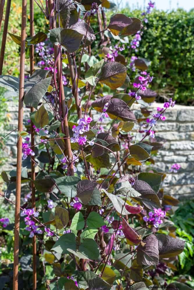 Best Shade Solutions for Delicate Plants: Protect Your Garden