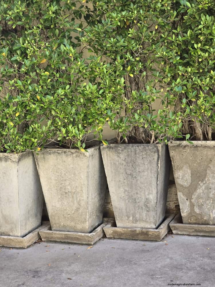 Best Shade Solutions for Delicate Plants: Protect Your Garden