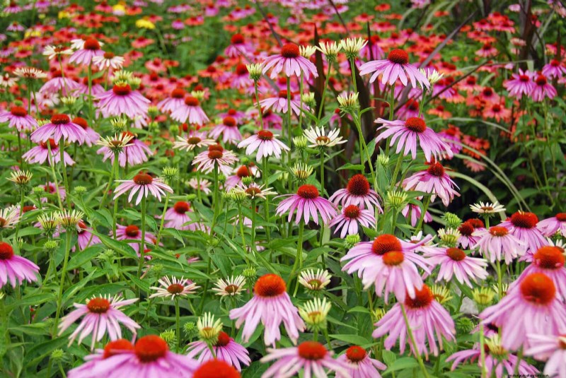 Avoid Costly Mistakes: 9 Outdoor Projects That Don t Pay Off [Better Alternatives]