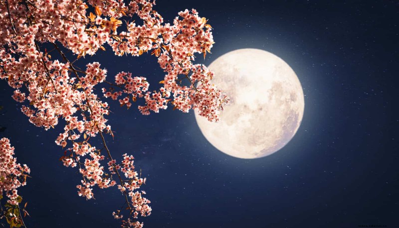 Create a Stunning Moon Garden: Nighttime Beauty & Design