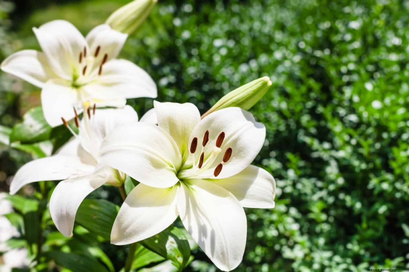 Create a Stunning Moon Garden: Nighttime Beauty & Design