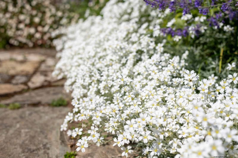 Create a Stunning Moon Garden: Nighttime Beauty & Design