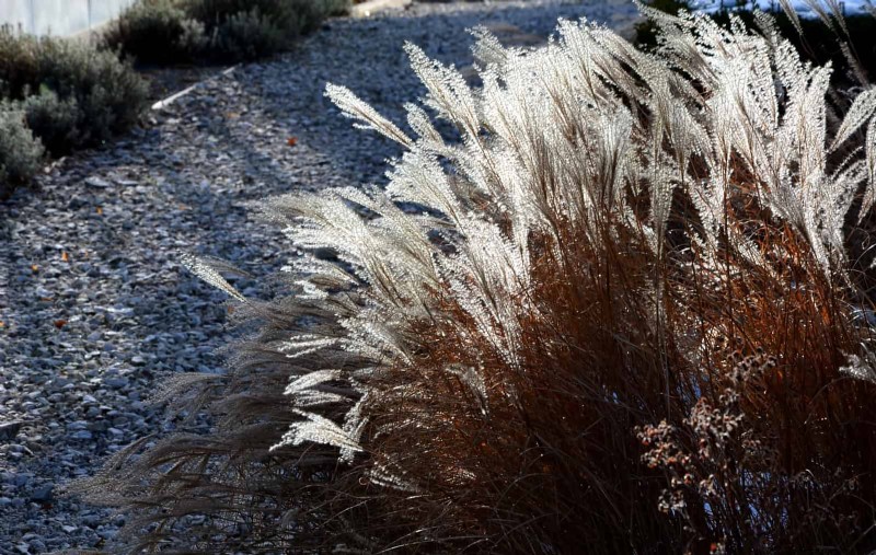 Create a Stunning Moon Garden: Nighttime Beauty & Design