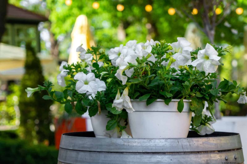 Create a Stunning Moon Garden: Nighttime Beauty & Design