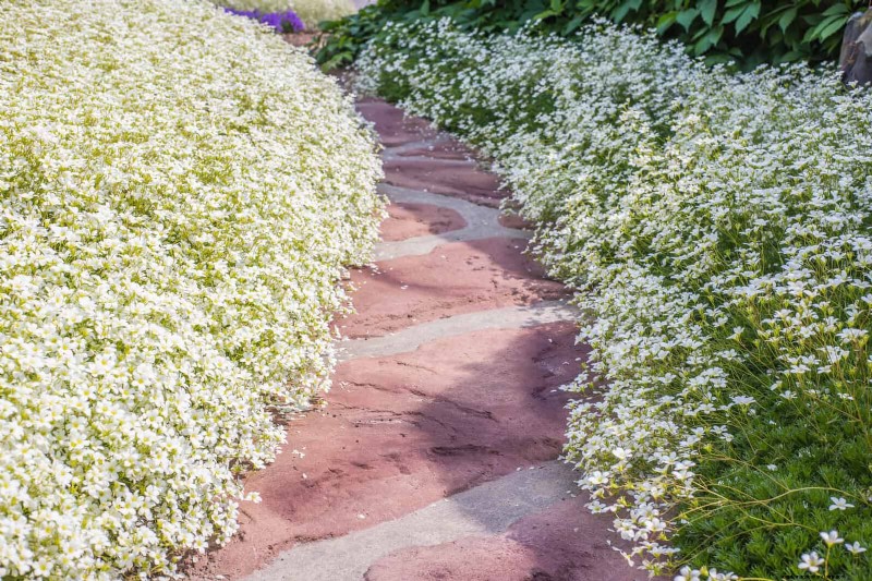 Create a Stunning Moon Garden: Nighttime Beauty & Design