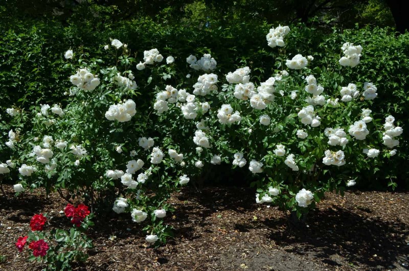 Create a Stunning Moon Garden: Nighttime Beauty & Design