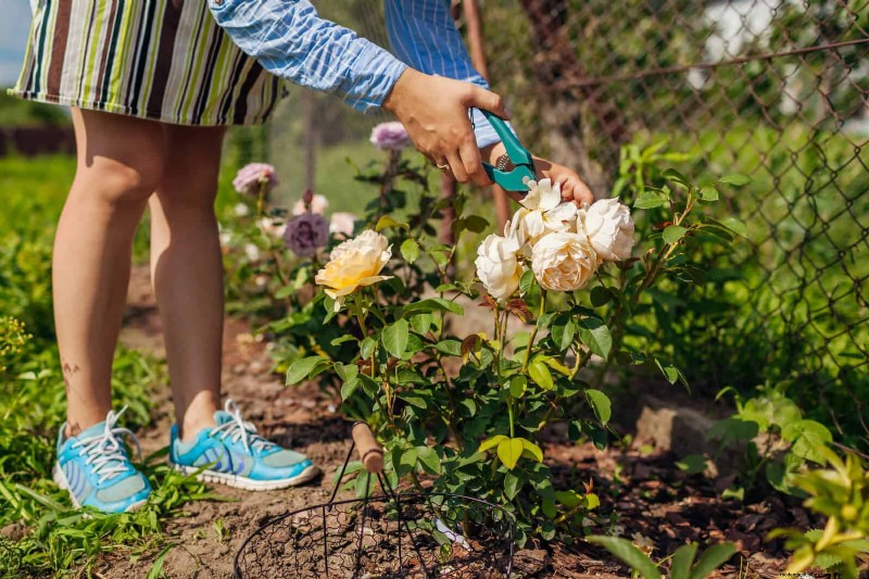 Create a Stunning Moon Garden: Nighttime Beauty & Design