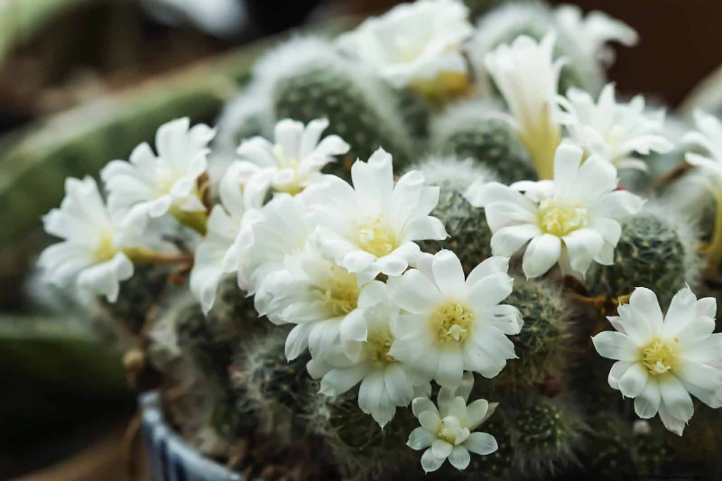 Create a Stunning Moon Garden: Nighttime Beauty & Design