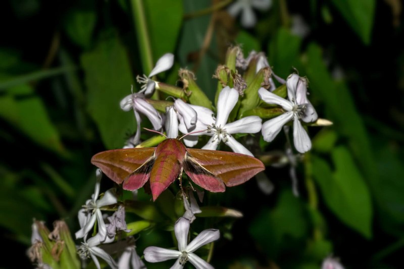 Create a Stunning Moon Garden: Nighttime Beauty & Design