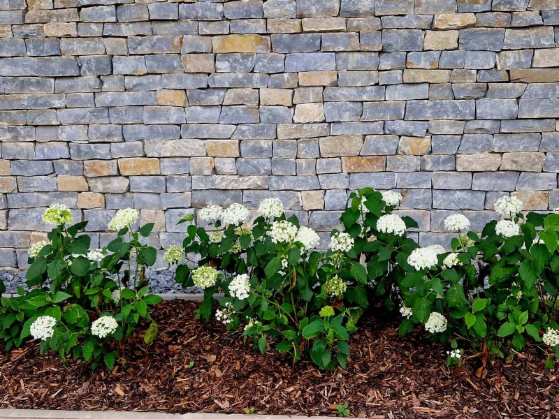 Create a Stunning Moon Garden: Nighttime Beauty & Design