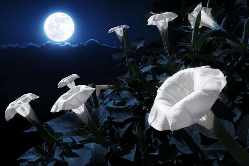 Create a Stunning Moon Garden: Nighttime Beauty & Design