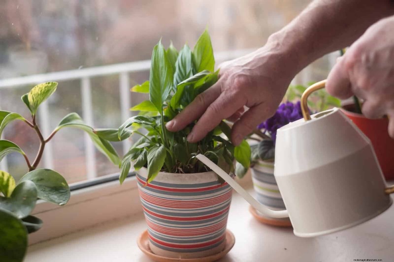 Master Plant Watering: 15 Common Mistakes & How to Fix Them