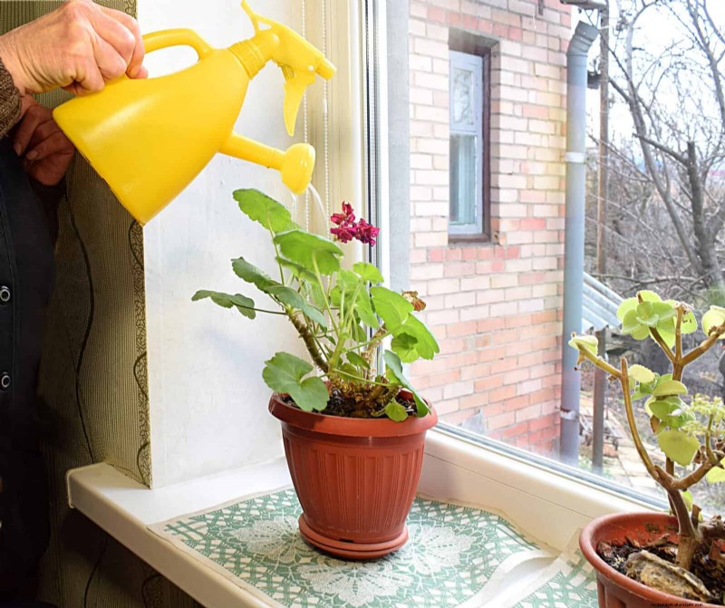 Master Plant Watering: 15 Common Mistakes & How to Fix Them