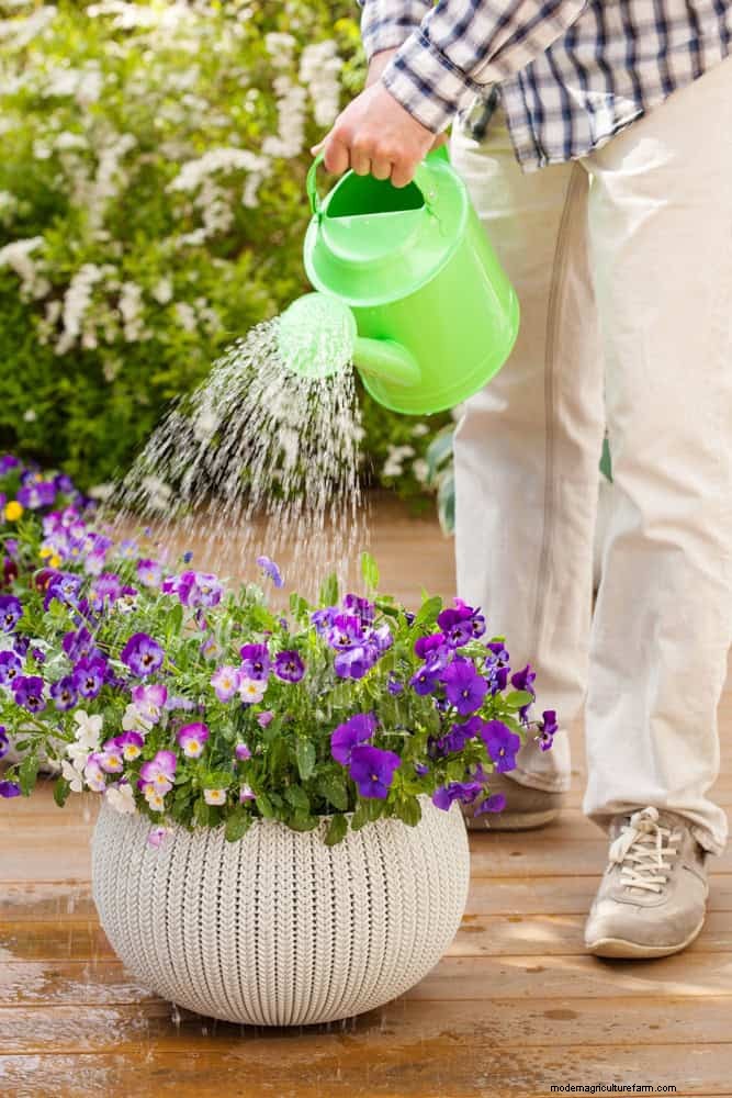Master Plant Watering: 15 Common Mistakes & How to Fix Them