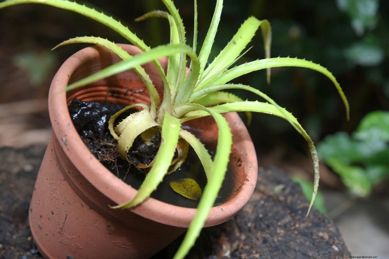 Master Plant Watering: 15 Common Mistakes & How to Fix Them