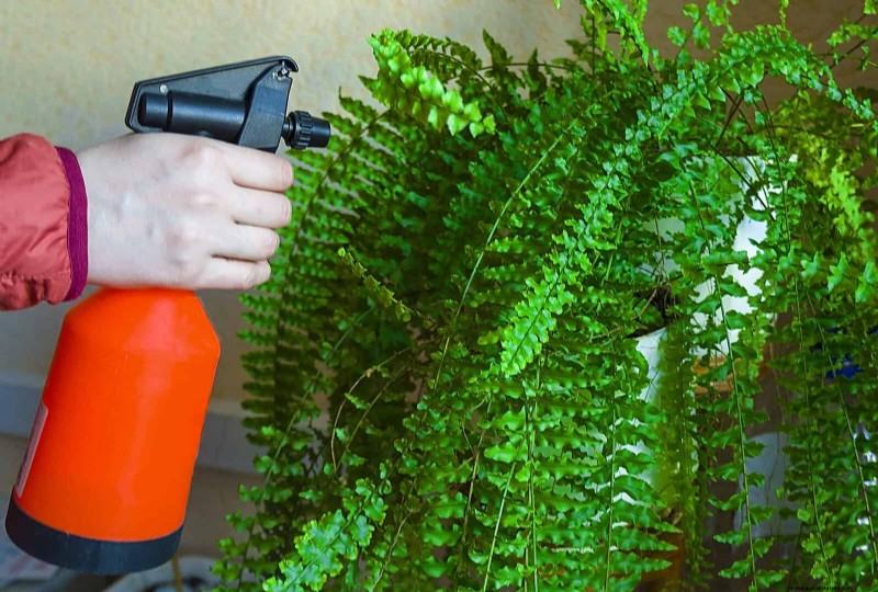 Master Plant Watering: 15 Common Mistakes & How to Fix Them