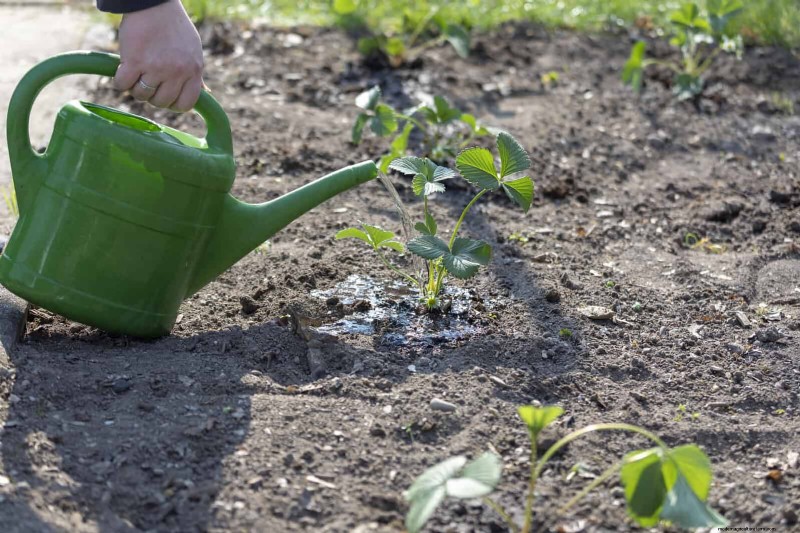 Master Plant Watering: 15 Common Mistakes & How to Fix Them