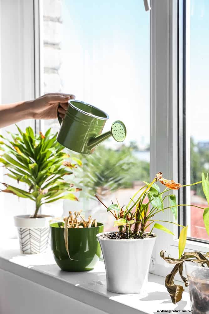 Master Plant Watering: 15 Common Mistakes & How to Fix Them