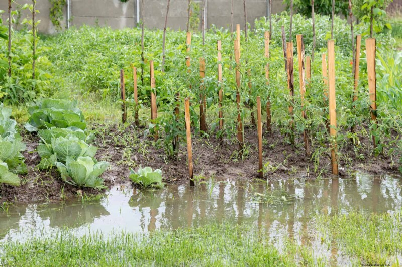 Master Plant Watering: 15 Common Mistakes & How to Fix Them