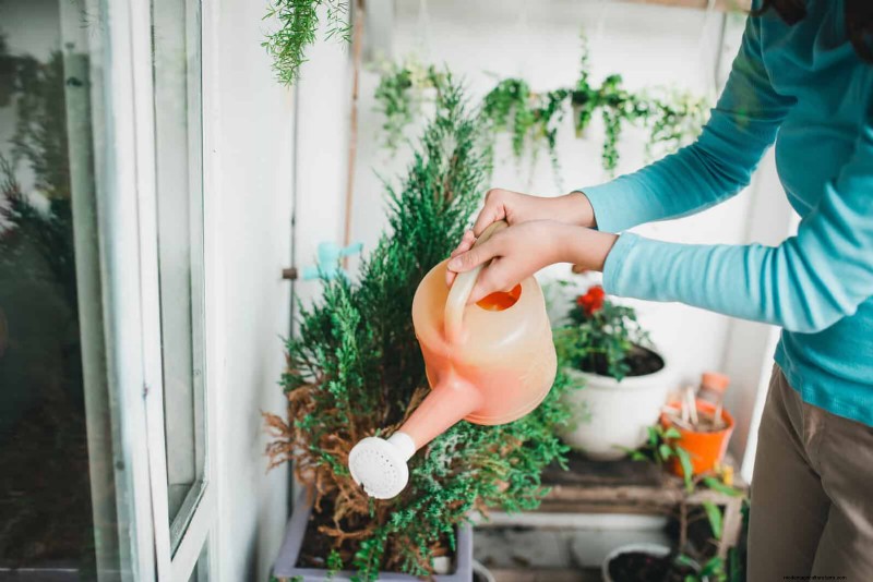 Master Plant Watering: 15 Common Mistakes & How to Fix Them