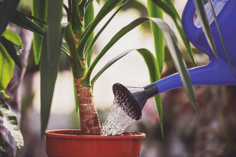 Master Plant Watering: 15 Common Mistakes & How to Fix Them