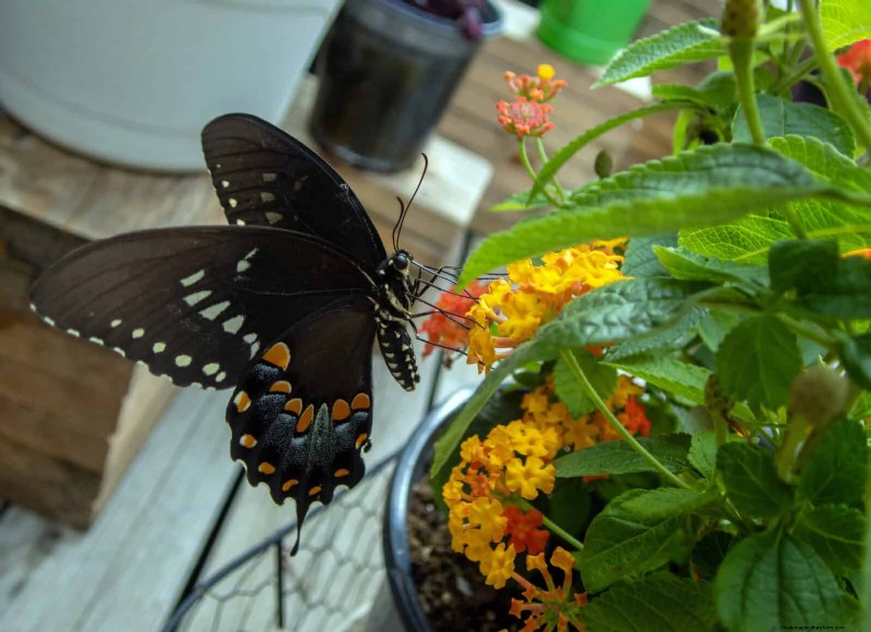 Easy Summer Gardening & Landscaping: 21 Low-Effort Projects