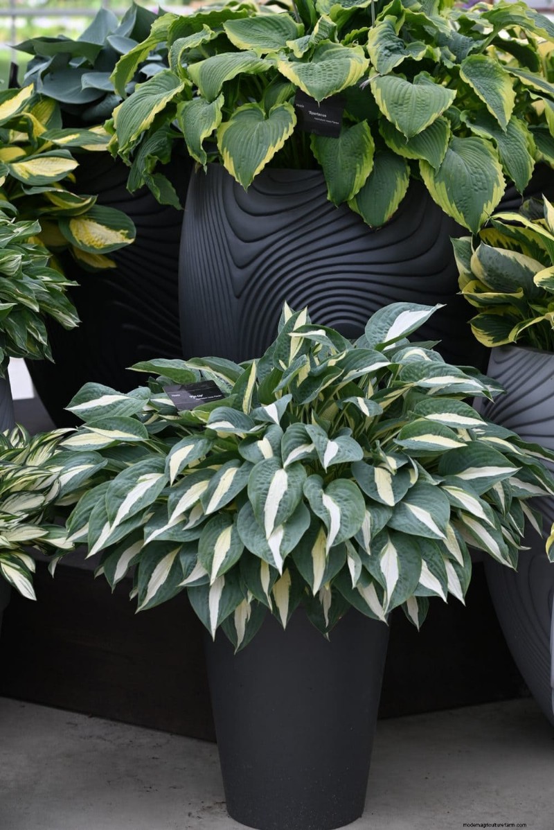 Easy Summer Gardening & Landscaping: 21 Low-Effort Projects