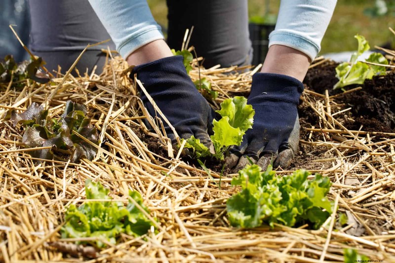 Easy Summer Gardening & Landscaping: 21 Low-Effort Projects