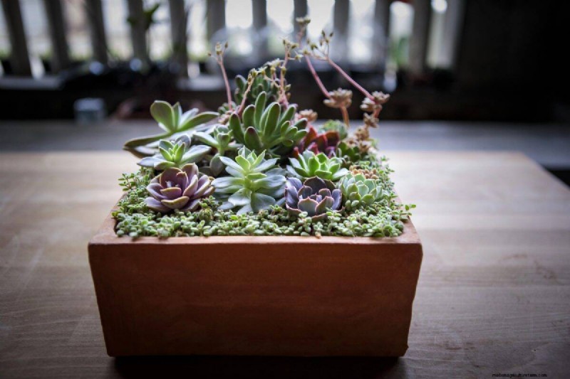 Easy Summer Gardening & Landscaping: 21 Low-Effort Projects