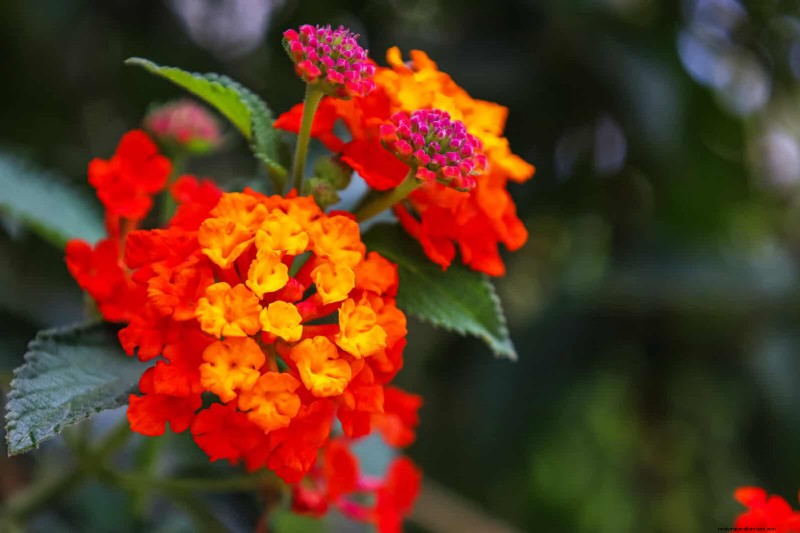 Florida Garden: Plants to Avoid - Protect Your Landscape