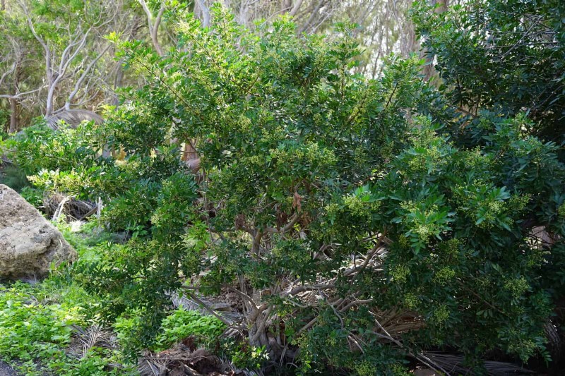 Florida Garden: Plants to Avoid - Protect Your Landscape