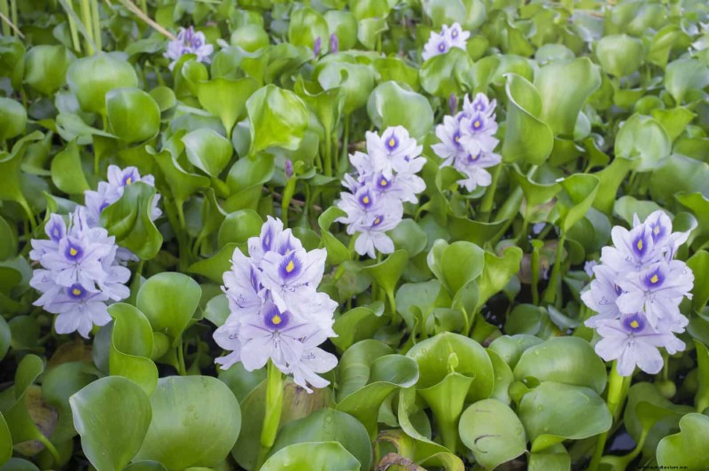 Florida Garden: Plants to Avoid - Protect Your Landscape