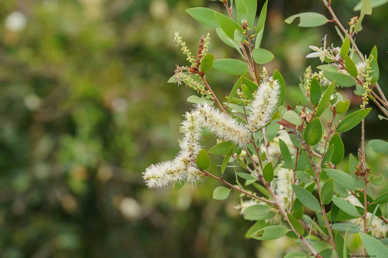 Florida Garden: Plants to Avoid - Protect Your Landscape